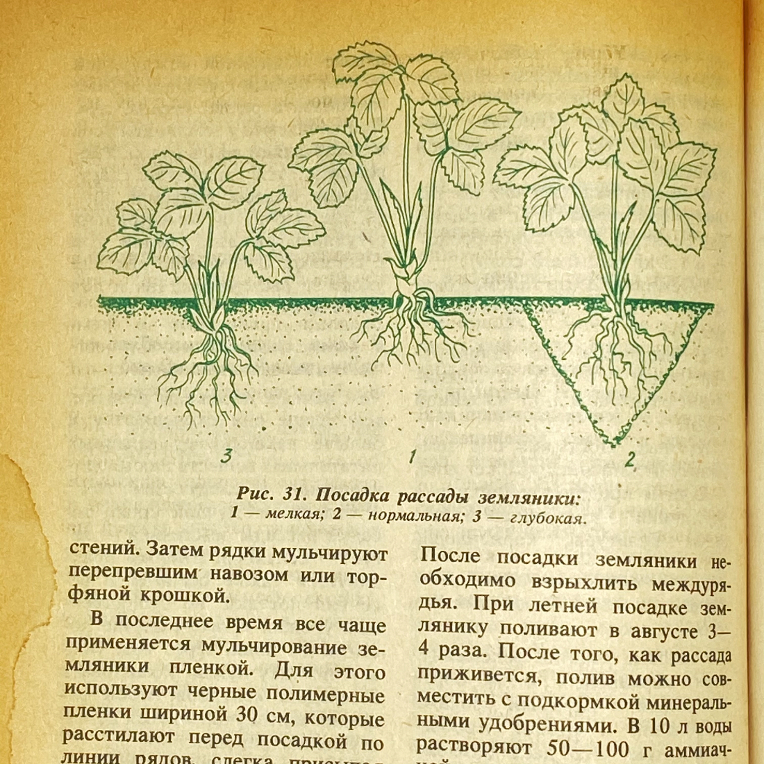 "Сад и огород" СССР книга. Картинка 10